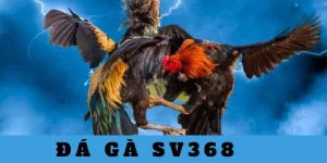 đá gà sv368