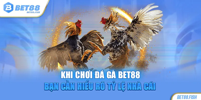 Khi chơi đá gà BET88 bạn cần hiểu rõ tỷ lệ nhà cái