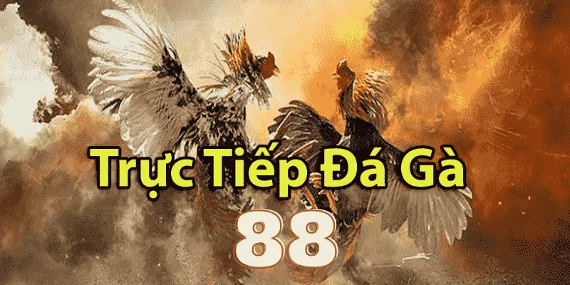 trực tiếp đá gà 88