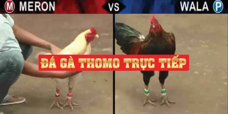 trực tiếp đá gà thomo